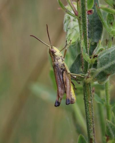 Réf. 307 610 : Pseudochorthippus parallelus parallelus